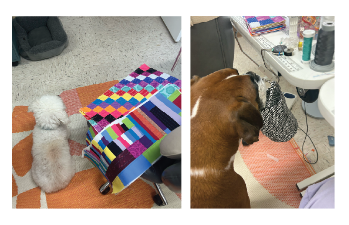 pictures of my dogs sitting in the sewing room
